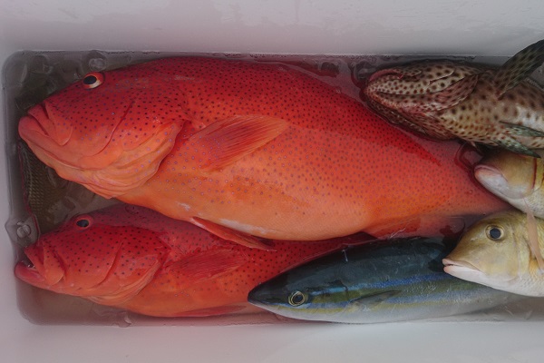 ���\���@�ނ�