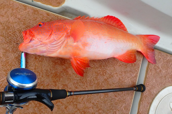 ���\���@�ނ�