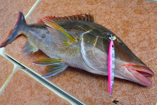 ���\���@�ނ�